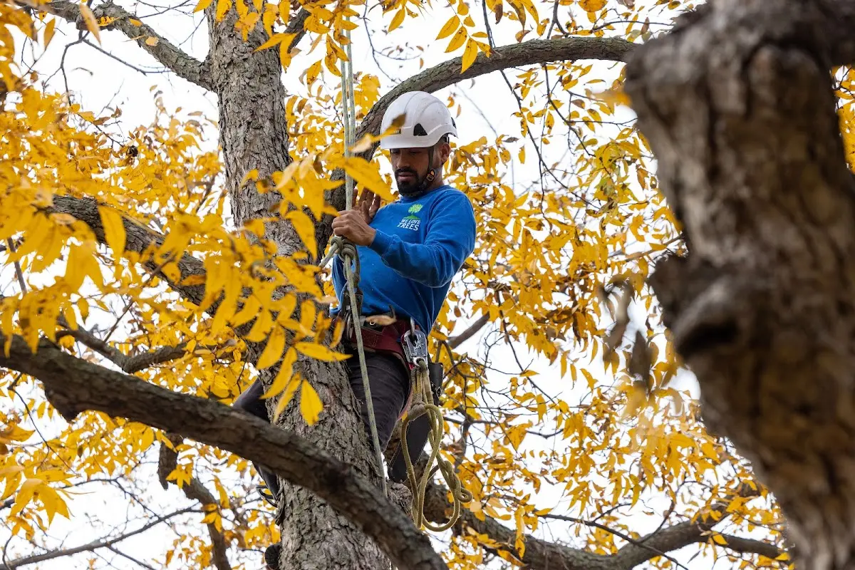 Skilled Tree Trimming crew working in Easton